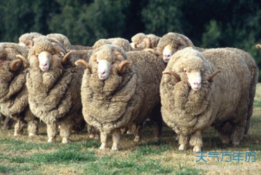 属羊阴历十月是什么命，十月属羊人运势2022