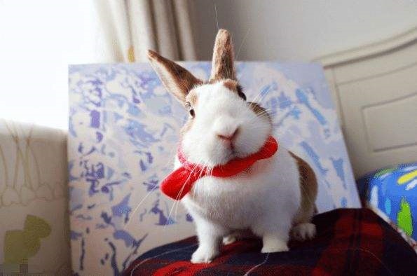 属兔今年有牢狱之灾吗，66年属马2022 年好不好