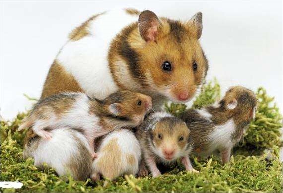 2年出生鼠今年运势，1965年属蛇男2022