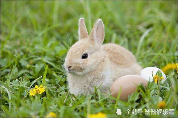 属兔男人富贵的出生日,属兔的人出生时辰详解