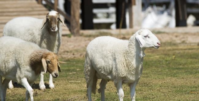 男的属羊和什么最合适，91羊男和什么属相最配