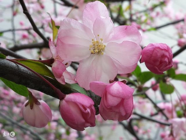 属兔生在几月最命好,2022年属虎几月出生好