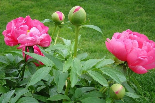 022年流年走8的运势,壬寅年2022甲木弱"