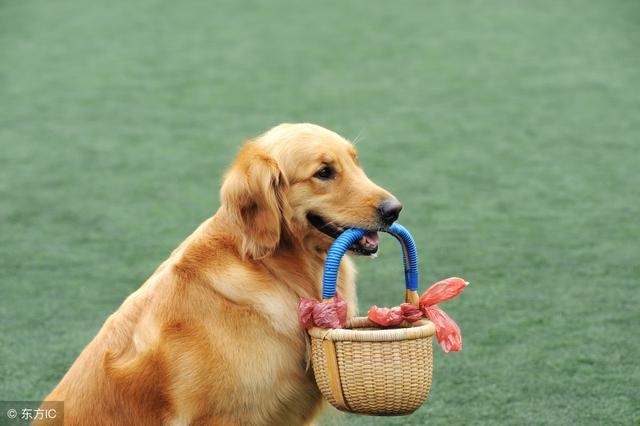 狗和哪个生肖最合，跟狗最合的生肖是什么