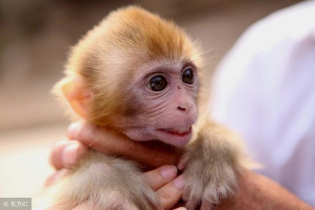 8年53岁属猴的坎,67年羊人2022