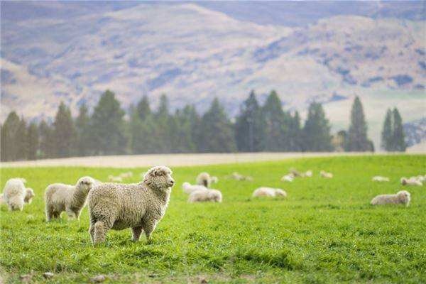 九一年的羊2022年运势，2022 年属牛人的全年运势73年的牛