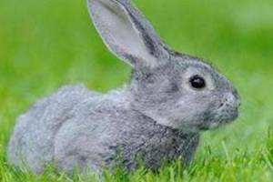 属兔1991年的是什么命，199154属羊的金木水火土