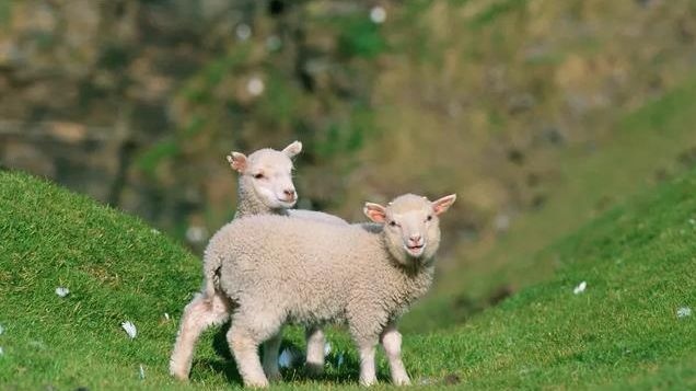 为啥属羊难找对象，找老婆要找属羊的为什么