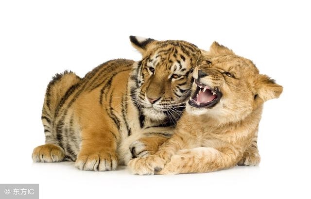 2年虎今日运势，一九六二年属虎每月运势"