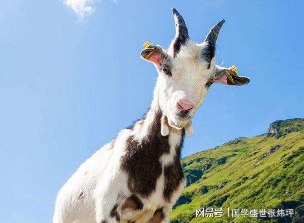 979年是土羊还是火羊,1979是什么羊"