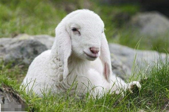 967年出生的羊几月份好,1967年出生2022