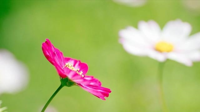 属羊人最富贵的出生时辰，1991属羊出生时辰更好