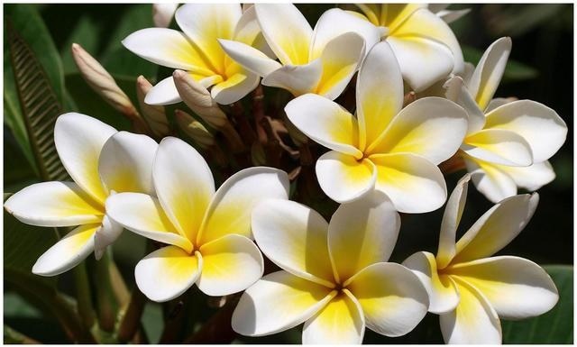 最宠爱属猴女的生肖，鸡男最宠属猴女