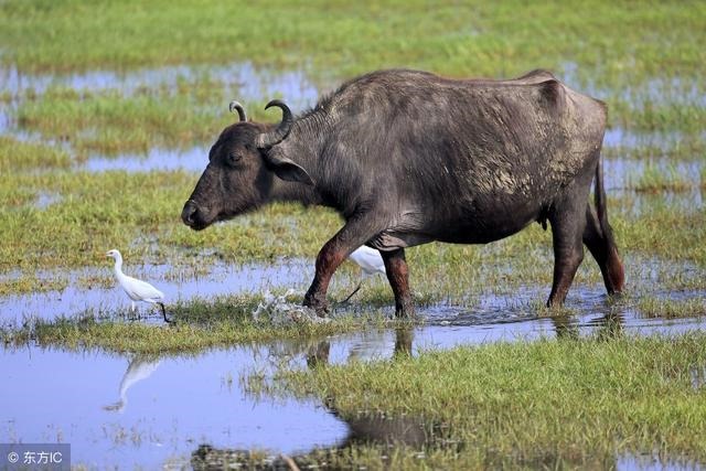 9年的羊寿命多少,华为商城官"