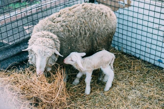 新手养羊是买羊羔还是买成羊，羊大便成坨型怎么回事