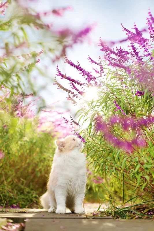 991年农历二月属羊女，1991年二月的羊好不好"