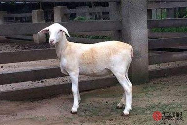 九九年属兔婚姻命运，1999属兔女一生婚姻