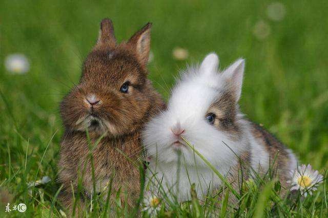 9年属兔的姻缘怎么样,99年属兔的性格怎么样感情"