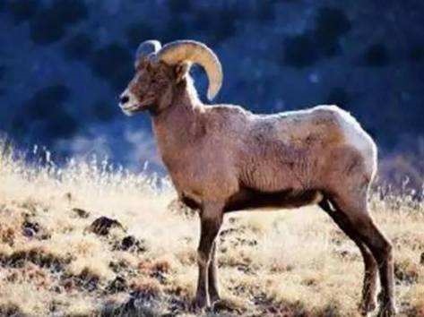 属羊忌讳几月出生，79年属羊42岁有个劫