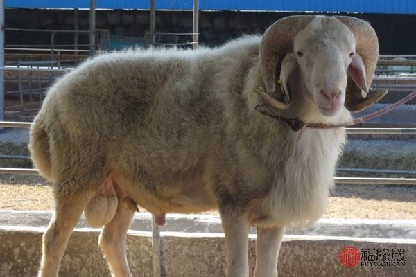 979年属羊男人的爱情,1979年属羊人一生运程"