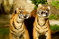 属虎男更佳婚配女，属牛女更佳婚配属相