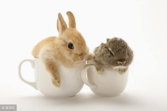 兔女和狗男在一起财运，超变态65535