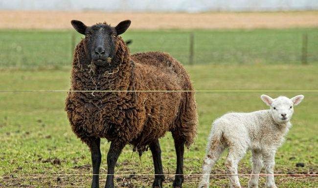 属羊年是哪一年,羊年都是哪年出生