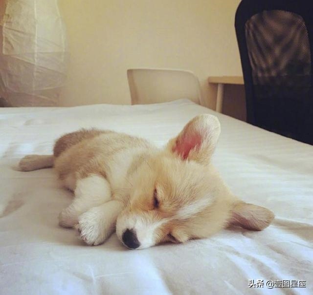 十一月份的羊命运如何，属羊的十一月女人命好