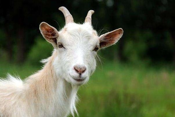 1年属羊的女孩子性格,1991属羊的女人命好吗"