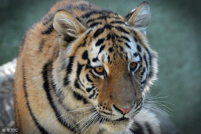 4年虎46岁后运势,74虎2022年运势完整版"