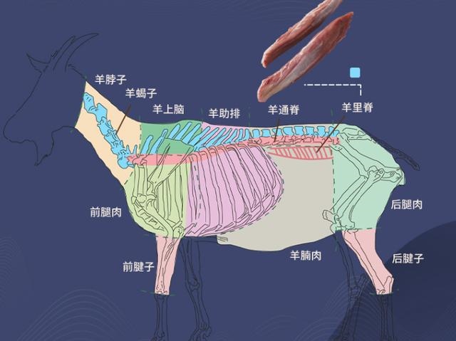 属羊人的方位在什么方位，属羊的适合在什么方位发展