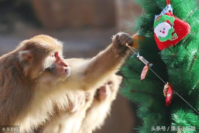 1年属羊多少岁走大运，属羊的什么时候交运"