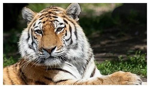 属虎和属兔合伙做生意，属兔和属虎合伙做生意行吗