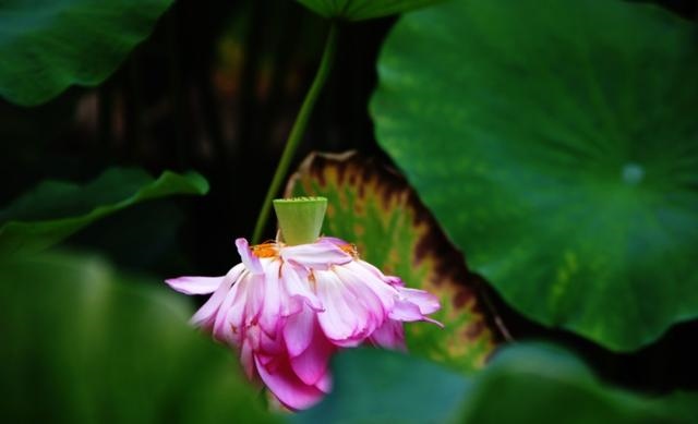 属羊与属猴的父子怎么样，属猴的人适合养羊吗