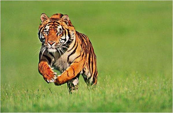 男属虎更佳婚配,属虎的婚姻配对更佳