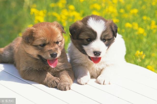 狗和哪个生肖最合，跟狗最合的生肖是什么