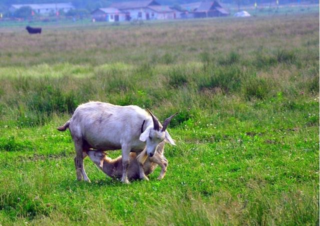 山羊象征的是什么，羊摆件的寓意和象征