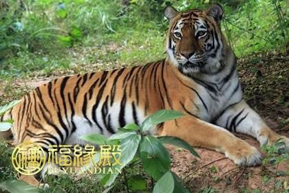 属虎的两个人结婚合不合，为什么两个属虎的人不能在一起