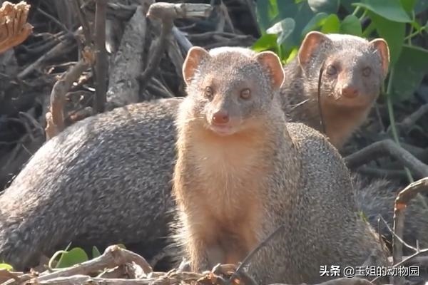 属蛇人一辈子的克星，属蛇和属虎谁害谁