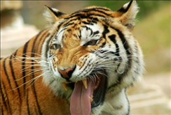 女生属虎的更佳配偶，生肖虎女更佳配偶属相