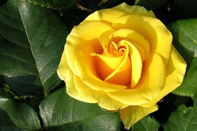 3年2022年属猪运势女，属猪命里有几个儿女"