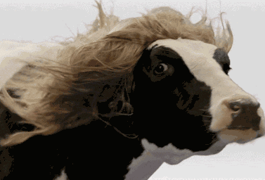 十二生肖天天运势下载什么,十二生肖今日运势