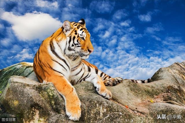 028年属什么生肖,2028年什么命"