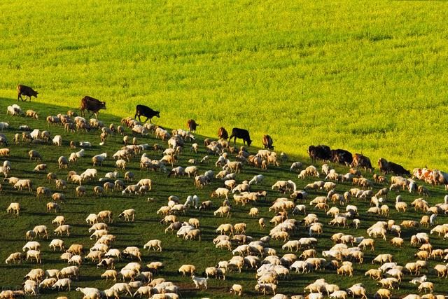 属羊的最怕的三个生肖，十羊九苦哪俩月羊最苦