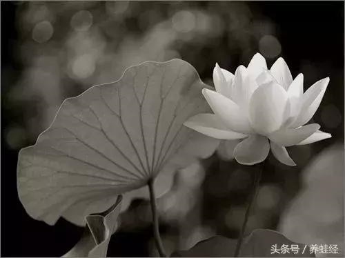 0岁开始有钱的生肖女，12生肖什么时候开始的"