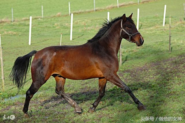 属马的与哪些属相相冲突，女属马更佳配偶是什么