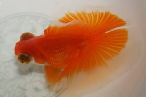 龙和什么字搭配最旺财，属龙最旺财的微信名