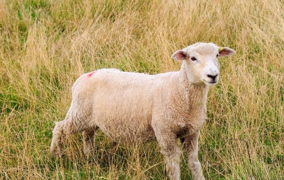 991年女羊2022年运势,女1991年属羊2022