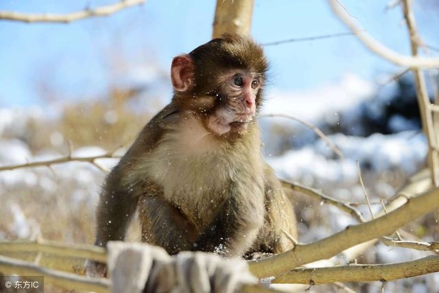 8年53岁属猴的坎,67年羊人2022