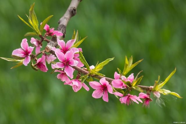 9年属羊43岁有桃花运，1979年男43属羊今年婚姻"
